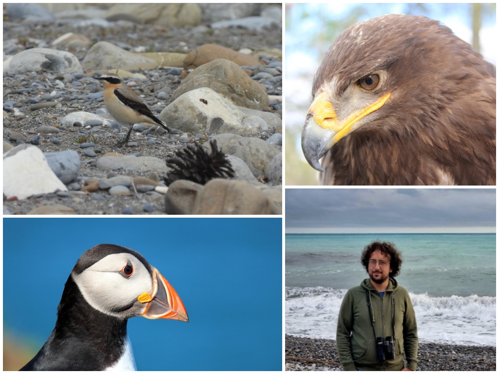 Uccelli avvistabili in estate facendo birdwatching ad Imperia