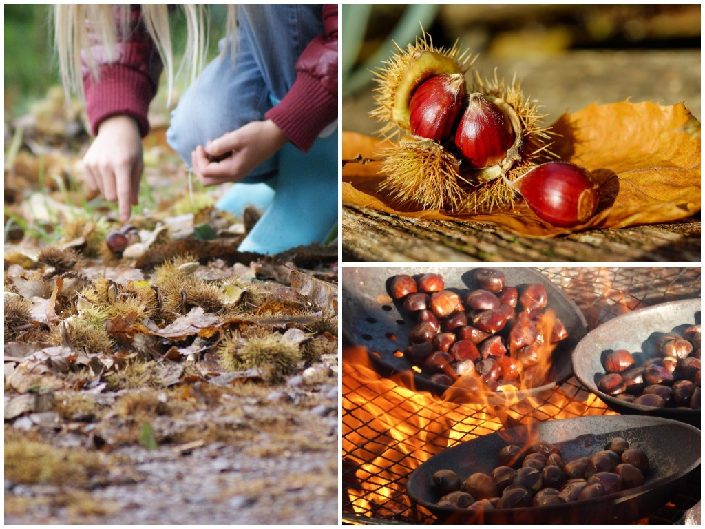 Castagne Imperia dove raccogliere entroterra _ Imperiapost.it