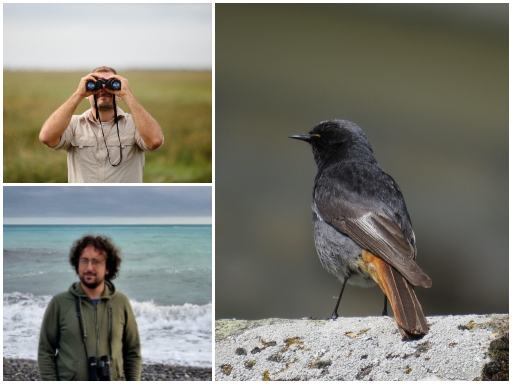 Birdwatching inverno _ Imperiapost.it