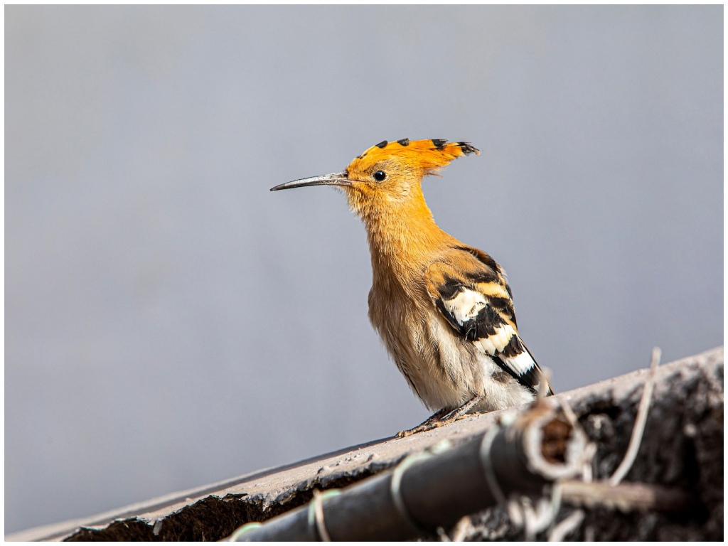 Upupa _ Imperiapost.it