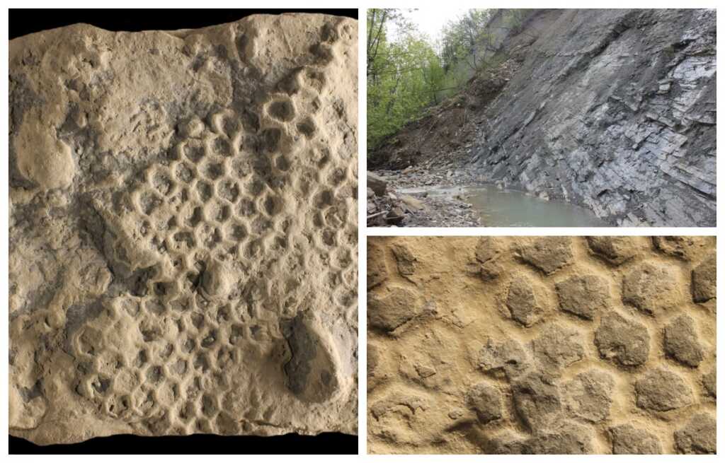 Paleodictyon - Imperiapost